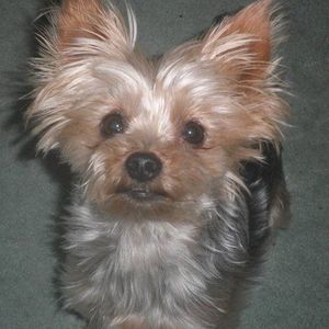 Meet your Posher, Jenny